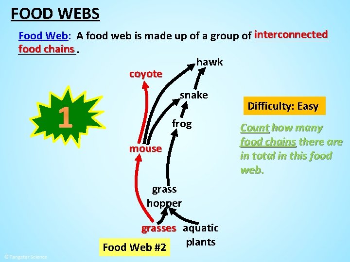 FOOD WEBS Food Web: A food web is made up of a group of