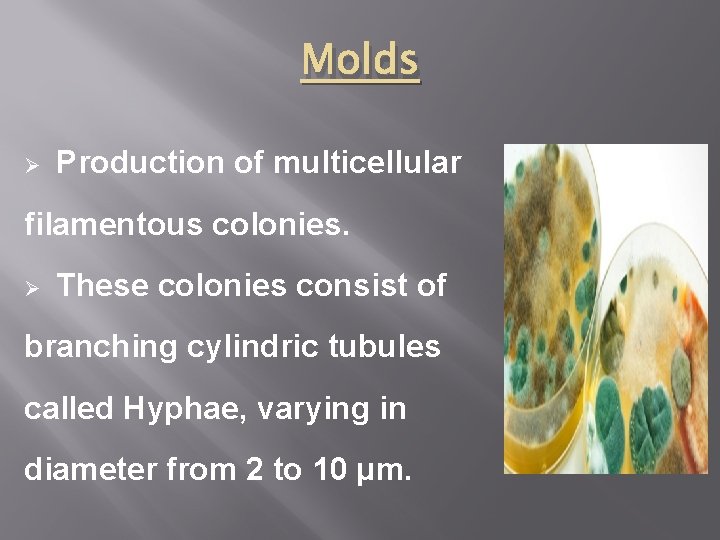 Molds Ø Production of multicellular filamentous colonies. Ø These colonies consist of branching cylindric