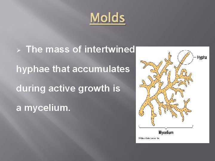 Molds Ø The mass of intertwined hyphae that accumulates during active growth is a