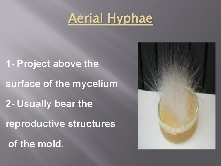 Aerial Hyphae 1 - Project above the surface of the mycelium 2 - Usually