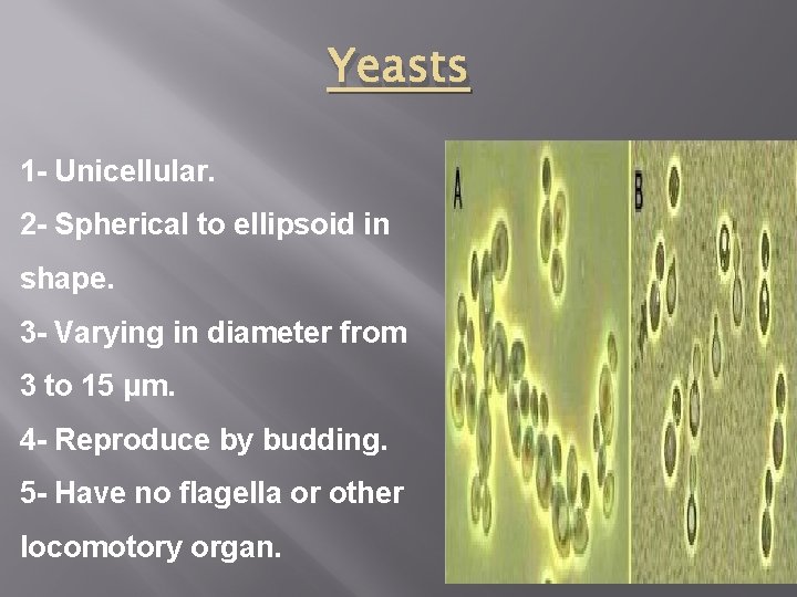 Yeasts 1 - Unicellular. 2 - Spherical to ellipsoid in shape. 3 - Varying