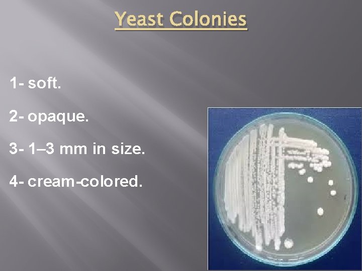 Yeast Colonies 1 - soft. 2 - opaque. 3 - 1– 3 mm in