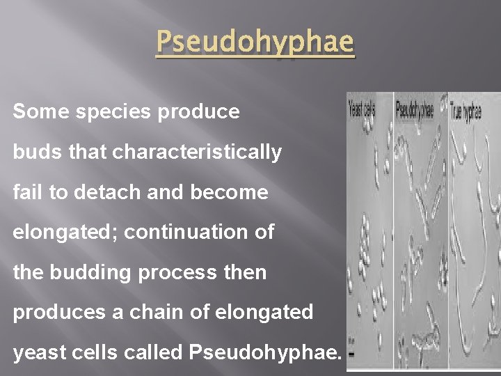 Pseudohyphae Some species produce buds that characteristically fail to detach and become elongated; continuation