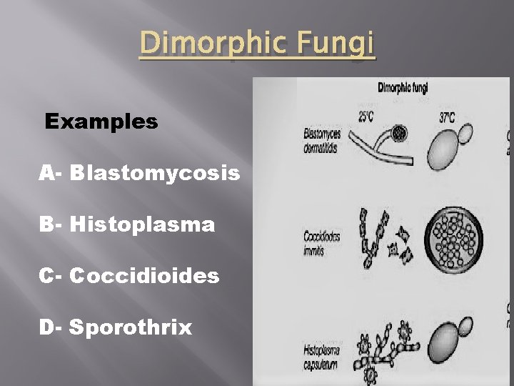Dimorphic Fungi Examples A- Blastomycosis B- Histoplasma C- Coccidioides D- Sporothrix 