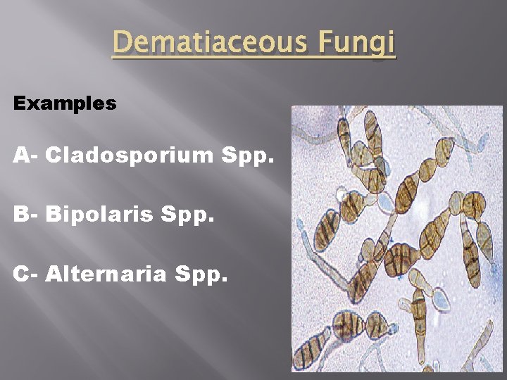 Dematiaceous Fungi Examples A- Cladosporium Spp. B- Bipolaris Spp. C- Alternaria Spp. 