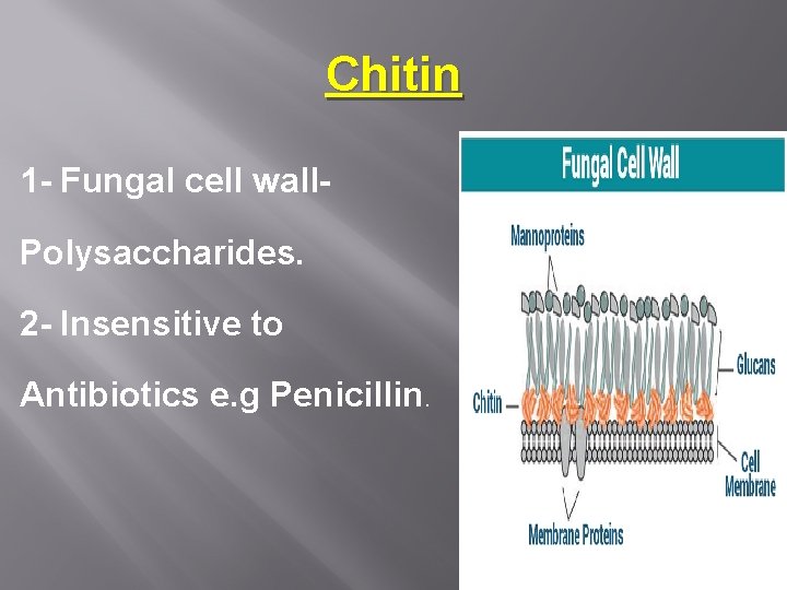 Chitin 1 - Fungal cell wall. Polysaccharides. 2 - Insensitive to Antibiotics e. g