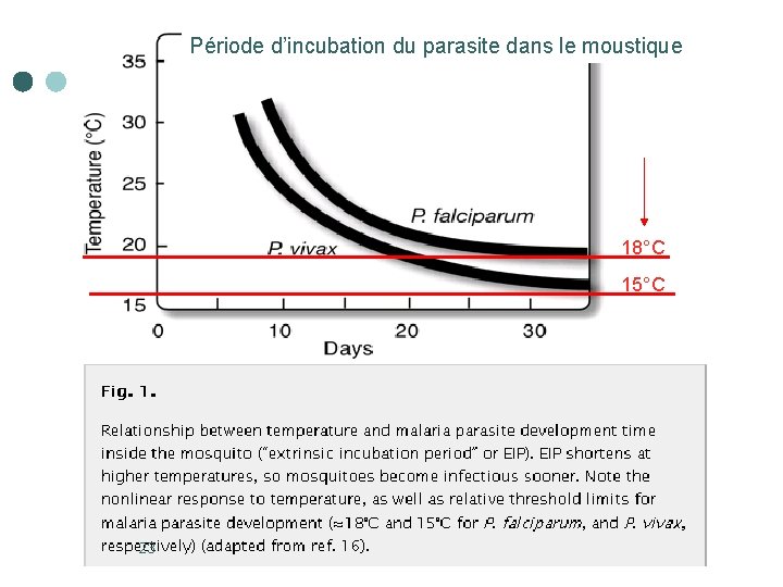 Période d’incubation du parasite dans le moustique 18°C 15°C 23 