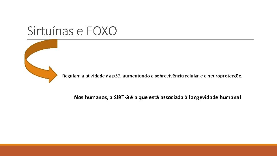 Sirtuínas e FOXO Regulam a atividade da p 53, aumentando a sobrevivência celular e