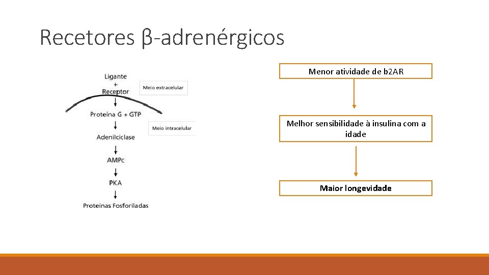 Recetores β-adrenérgicos Menor atividade de b 2 AR Melhor sensibilidade à insulina com a