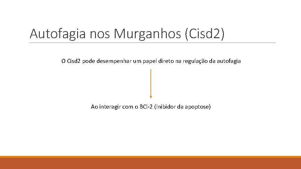 Autofagia nos Murganhos (Cisd 2) O Cisd 2 pode desempenhar um papel direto na