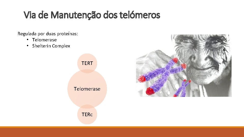 Via de Manutenção dos telómeros Regulada por duas proteínas: • Telomerase • Shelterin Complex