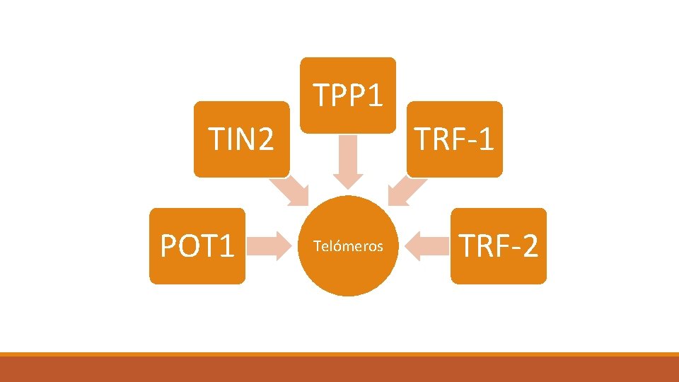 TPP 1 TIN 2 POT 1 TRF-1 Telómeros TRF-2 