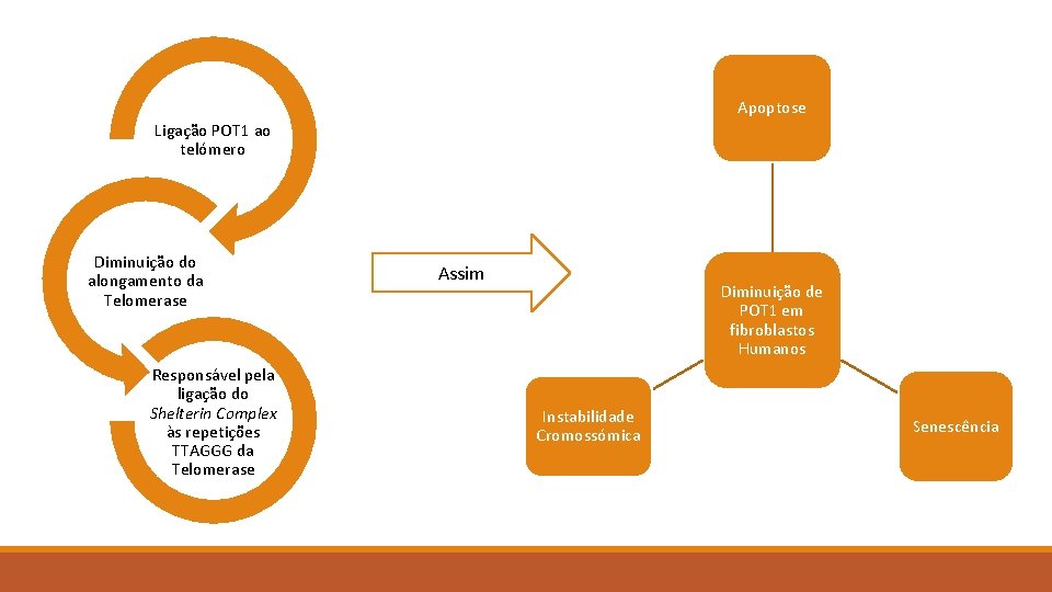 Apoptose Ligação POT 1 ao telómero Diminuição do alongamento da Telomerase Responsável pela ligação