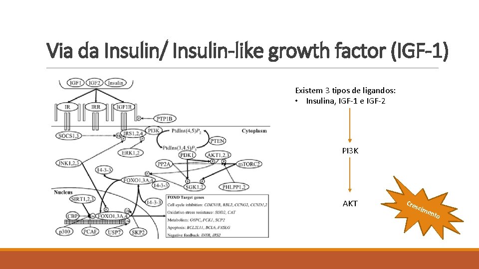 Via da Insulin/ Insulin-like growth factor (IGF-1) Existem 3 tipos de ligandos: • Insulina,