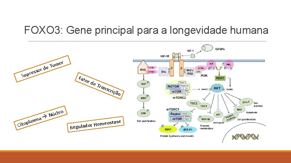 FOXO 3: Gene principal para a longevidade humana rd sso e r p u