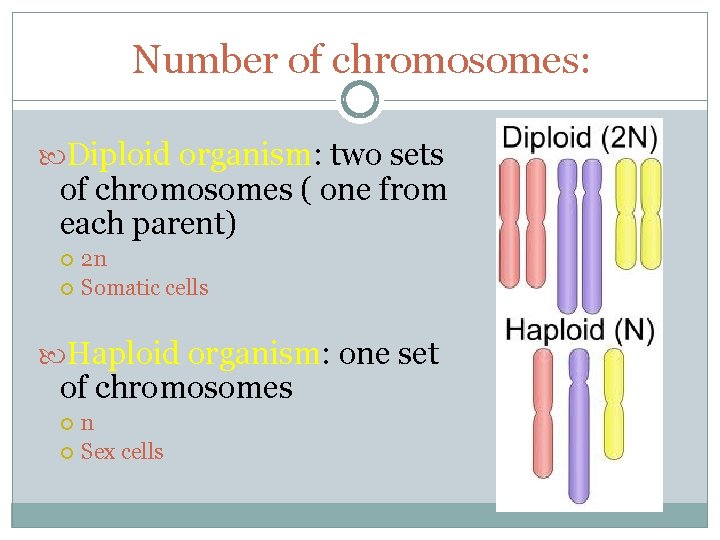Chromosomes and Meiosis Vocabulary BIOLOGY 12 Hahahah What