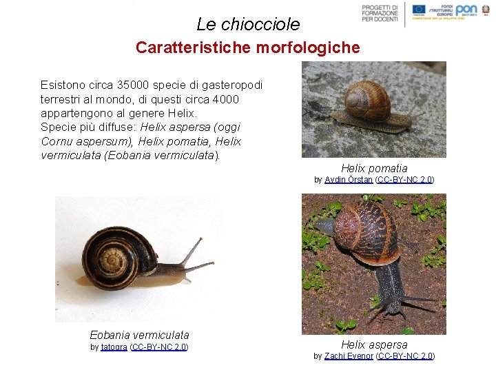 Le chiocciole Caratteristiche morfologiche Esistono circa 35000 specie di gasteropodi terrestri al mondo, di