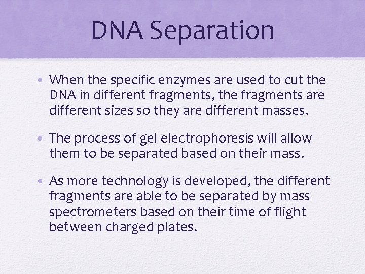 DNA Separation • When the specific enzymes are used to cut the DNA in