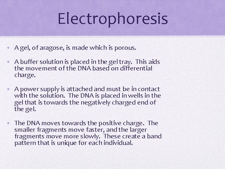 Electrophoresis • A gel, of aragose, is made which is porous. • A buffer