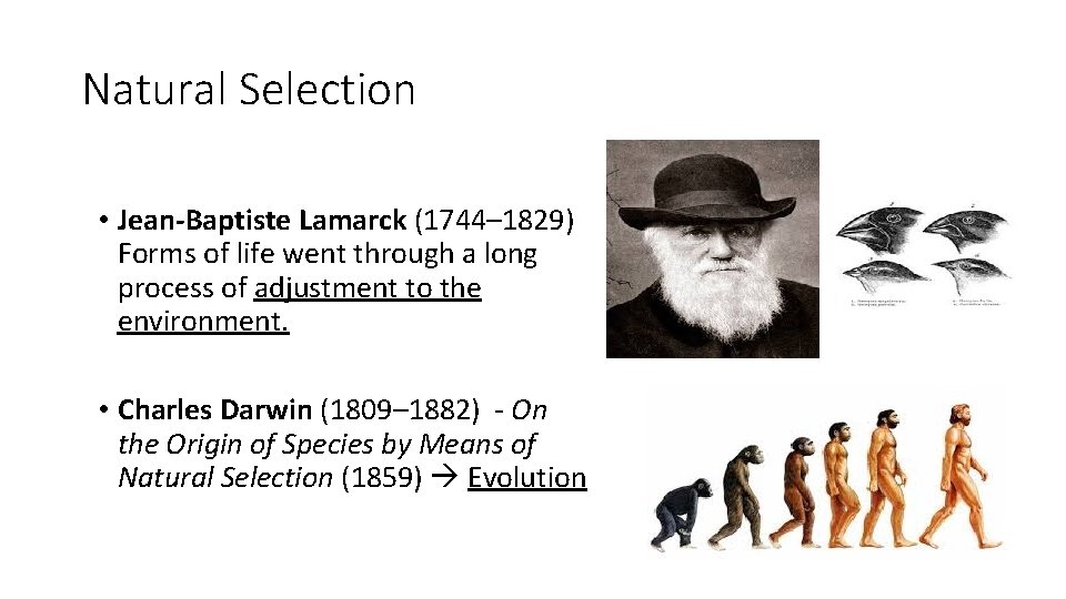 Natural Selection • Jean-Baptiste Lamarck (1744– 1829) Forms of life went through a long