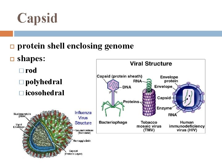 Capsid protein shell enclosing genome shapes: � rod � polyhedral � icosohedral 