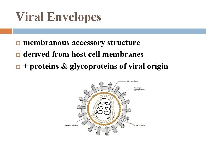 Viral Envelopes membranous accessory structure derived from host cell membranes + proteins & glycoproteins