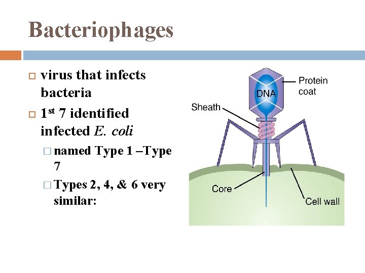 Bacteriophages virus that infects bacteria 1 st 7 identified infected E. coli � named