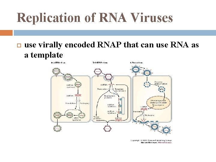 Replication of RNA Viruses use virally encoded RNAP that can use RNA as a