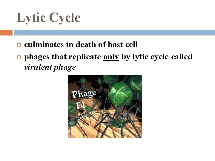 Lytic Cycle culminates in death of host cell phages that replicate only by lytic