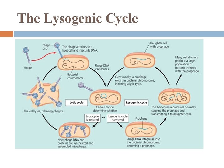 The Lysogenic Cycle 
