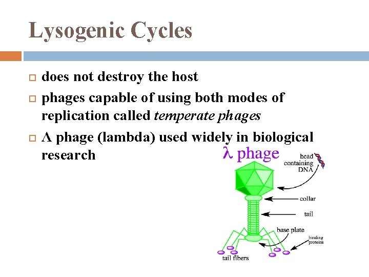 Lysogenic Cycles does not destroy the host phages capable of using both modes of