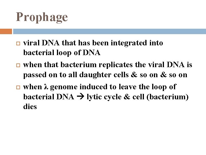 Prophage viral DNA that has been integrated into bacterial loop of DNA when that