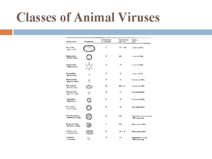 Classes of Animal Viruses 