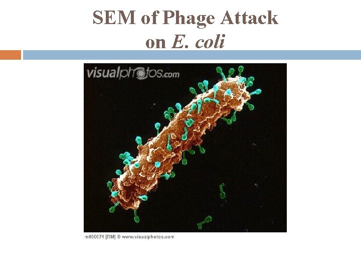 SEM of Phage Attack on E. coli 