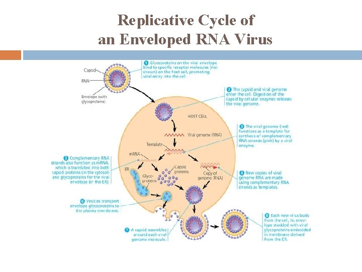 Replicative Cycle of an Enveloped RNA Virus 
