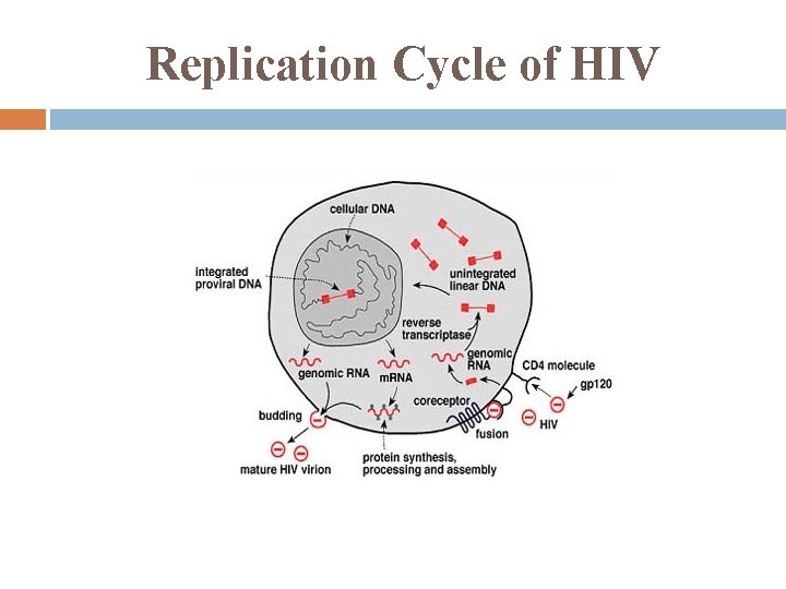 Replication Cycle of HIV 