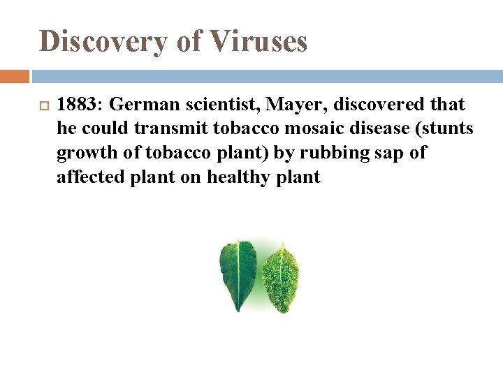 Discovery of Viruses 1883: German scientist, Mayer, discovered that he could transmit tobacco mosaic