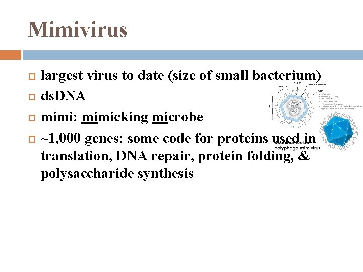 Mimivirus largest virus to date (size of small bacterium) ds. DNA mimi: mimicking microbe