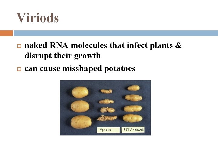 Viriods naked RNA molecules that infect plants & disrupt their growth can cause misshaped
