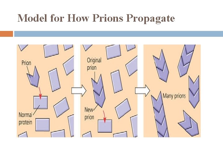 Model for How Prions Propagate 