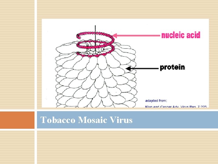 Tobacco Mosaic Virus 