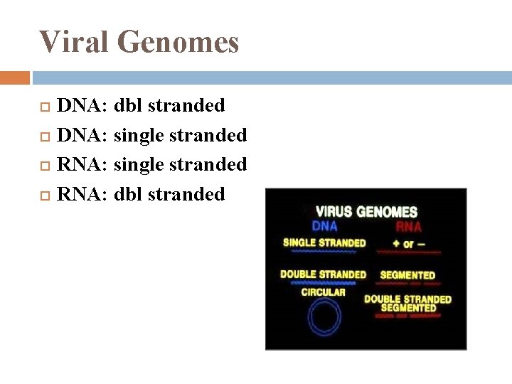 Viral Genomes DNA: dbl stranded DNA: single stranded RNA: dbl stranded 