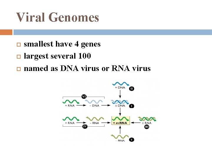 Viral Genomes smallest have 4 genes largest several 100 named as DNA virus or