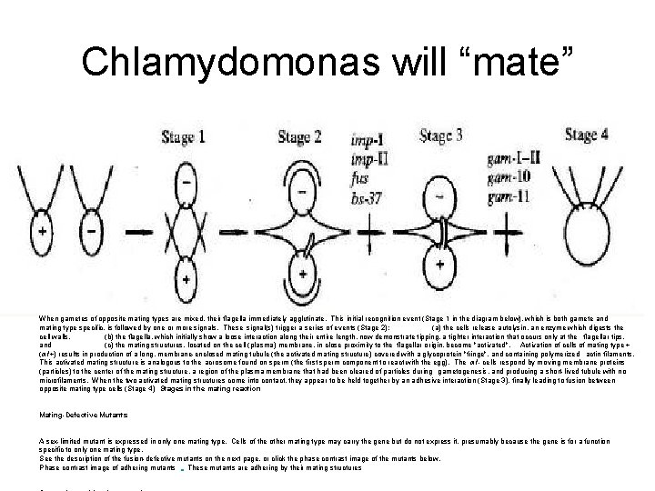 Chlamydomonas will “mate” When gametes of opposite mating types are mixed, their flagella immediately