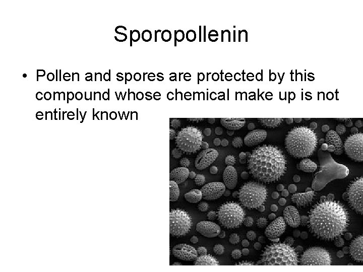 Sporopollenin • Pollen and spores are protected by this compound whose chemical make up