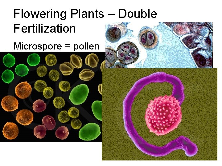 Flowering Plants – Double Fertilization Microspore = pollen 