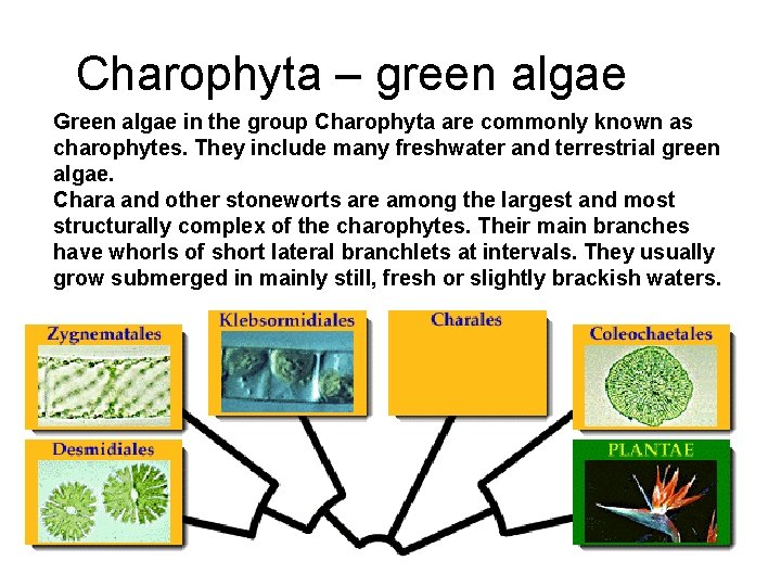 Charophyta – green algae Green algae in the group Charophyta are commonly known as