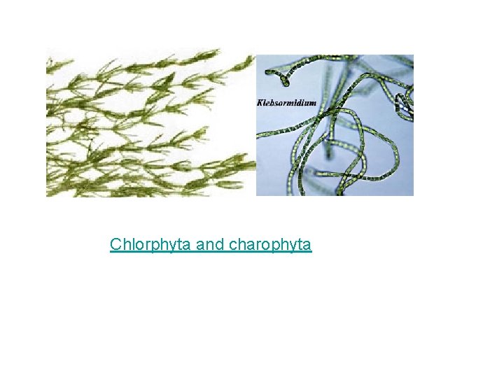 Chlorphyta and charophyta 