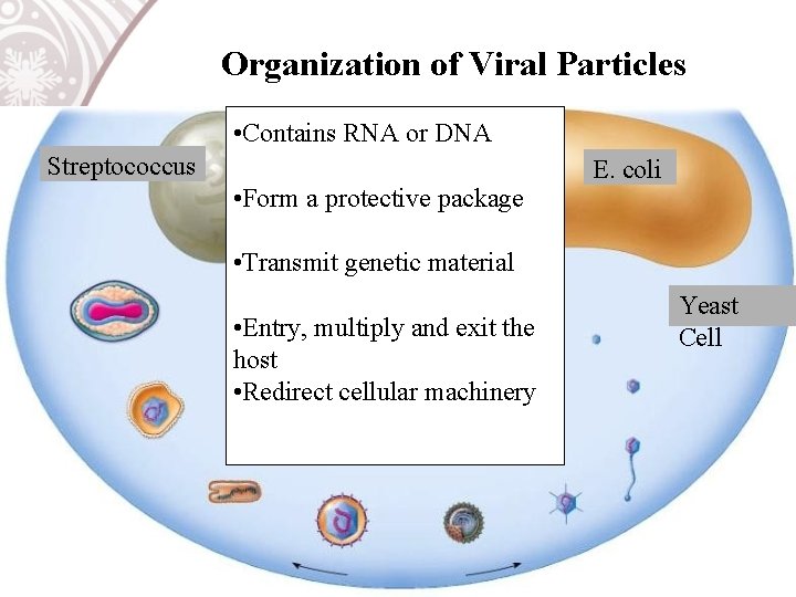 Organization of Viral Particles • Contains RNA or DNA Streptococcus • Form a protective