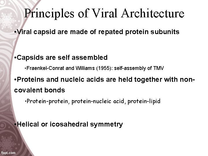 Principles of Viral Architecture • Viral capsid are made of repated protein subunits •